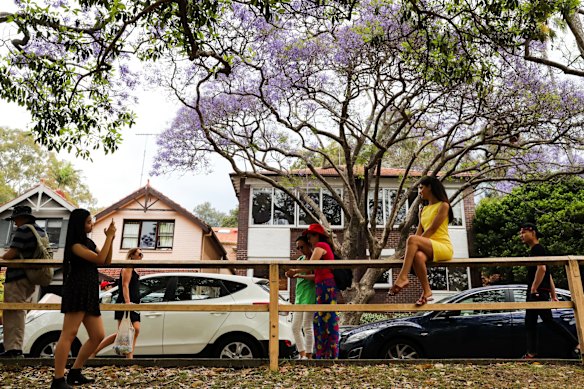 Tourists flock to McDougall Street, Kirribilli, for the jacaranda. 