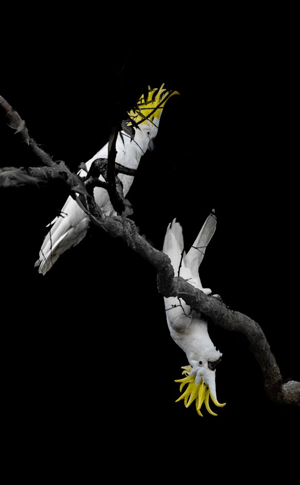 Everyday Brisbane captured in Lord Mayor’s Photographic Awards