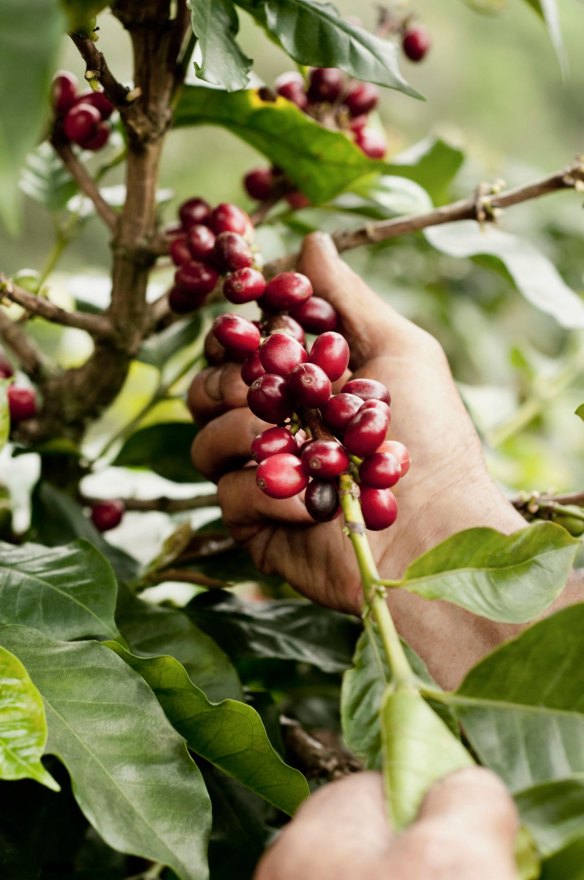 A farmer harvesting coffee beans.