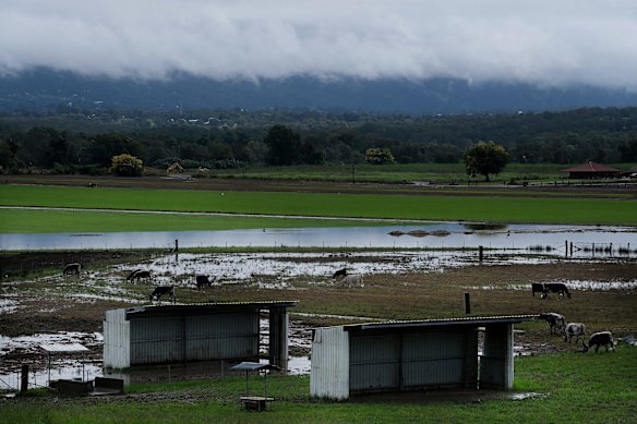 Water partially covers paddocks in Agnes Banks.
