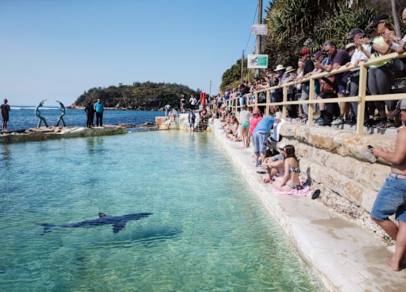 The shark nicknamed Fluffy rescued from Manly Beach swims in a local pool.