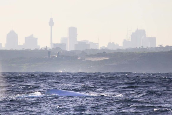 Migaloo whale watching off Botany today.