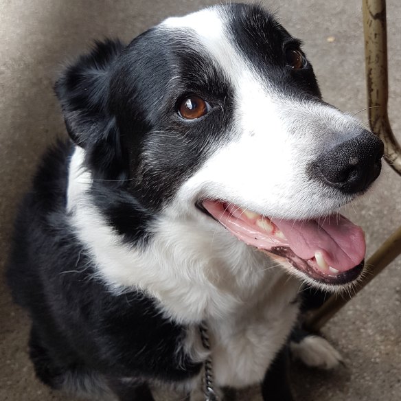 Warwick McFadyen’s much-loved 14-year-old dog, Denis.