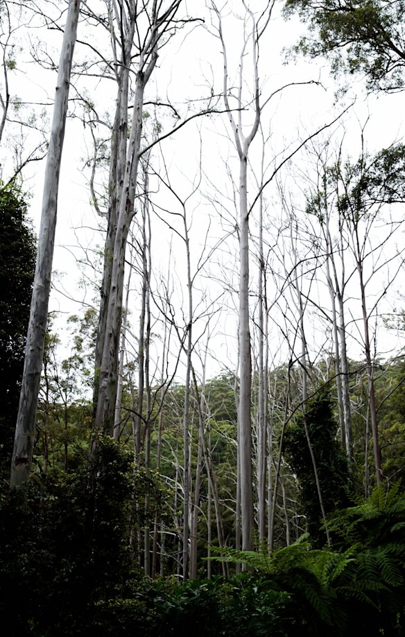 A stand of dead Blue Gums that have died due to the proliferation of the Bell Minor, something that has occurred due to the logging of the forest upsetting the natural ecosystem, according to Mark Graham, an ecologist with Bellingen Nature Tours. 