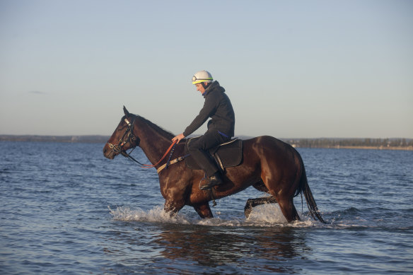 Easy does it: Ben Cadden and Winx have a paddle at Mascot.