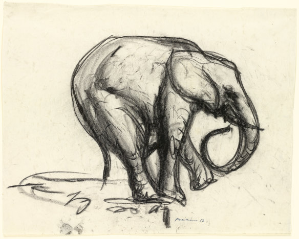 Fred Williams, Elephant c.1953, conté crayon. © Estate of Fred Williams.