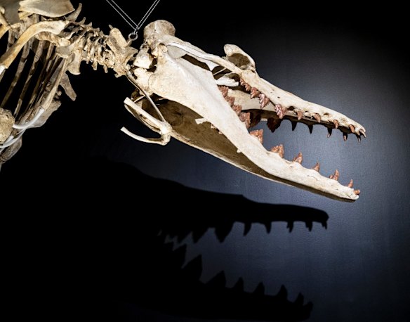 A prehistoric whale skelteton at the Australian Museum whale exhibition.