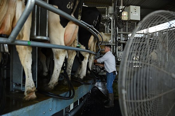 Dairy Farmer Brad Smith 31 years old during milking on 'Goroka Dairy', a dairy his family have leased from Dartbrook Mine near Aberdeen, for the past 20 years.