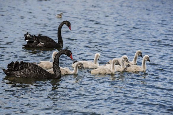Spring baby animals