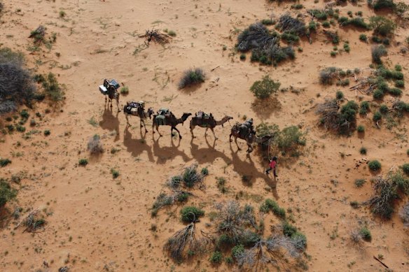 An aerial view as Sophie Matterson walks her five Camels through the South Australian desert in Oodnadatta, Australia.  "There are not many places left in the world where you can look around 360 degrees and just see nothing but the landscape." Sophie says. 