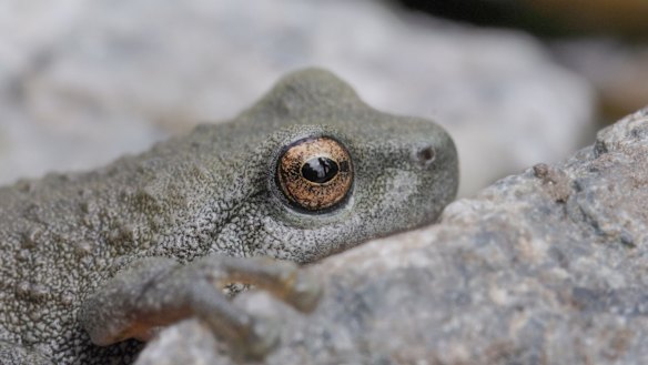 Blending into its environment, the spotted tree frog is seen in the Kosciuszko National Park. 