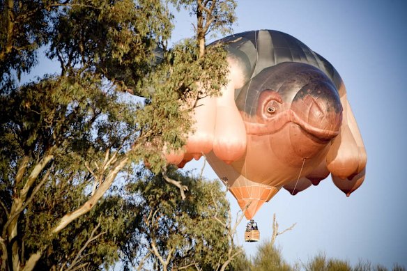 The Sky Whale Balloon for the Centenary OF Canberra Commission Commission. First flight of the Balloon