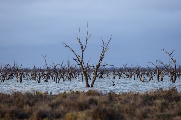 Dead trees in Barren Box Storage (formerly swamp) managed by Murrumbidgie Irrigation.