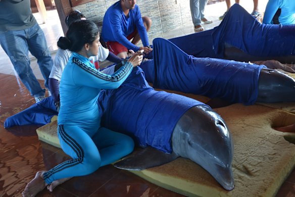 Handlers from the Cayo Guillermo dolphinarium prepare dolphins for their transfer to the dolphinarium in Cienfuegos, located on Cuba's southern coast, just hours before the arrival of Hurricane Irma on Friday.