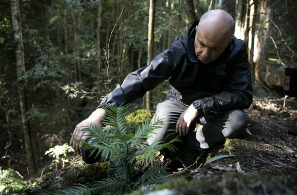 Matt Kean, Minister for Energy and Environment, and waters a Wollemi pine in one of the two wild translocation sites.