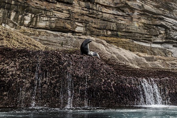 An Australian fur seal takes refuge at the base of cliffs near the Macquarie Lighthouse, Vaucluse, in June 2022.