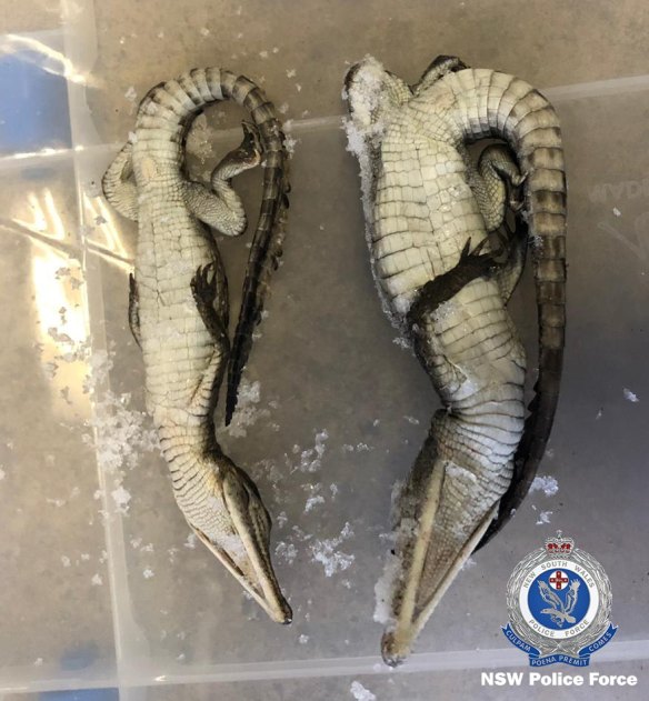Two dead crocodiles were found at the Lethbridge Park property.   