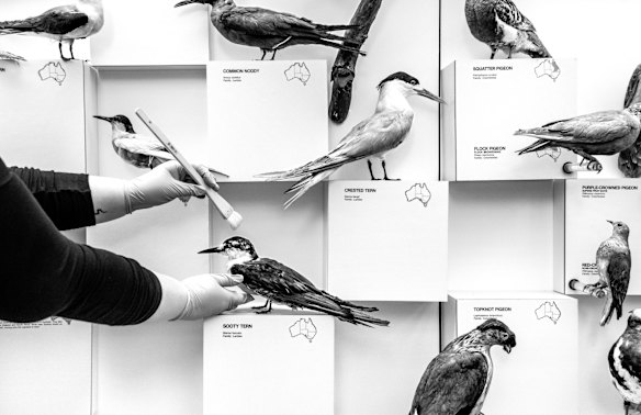 Sophie Phillips putting birds back on display with a little dusting at Australian Museum.
