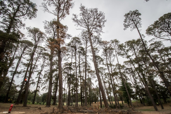 Dead pines are being removed from Yarralumla Dog Park, to be replaced by other species.