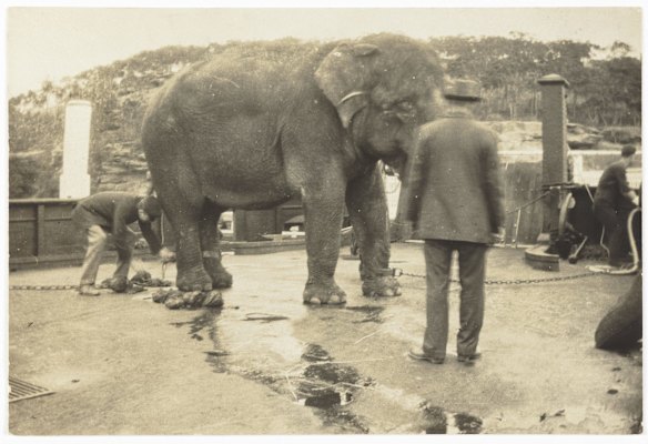 Jessie the elephant on a punt at the wharf enroute to new [Taronga] Zoo by Dr Todd, 24 Sept 1916.
