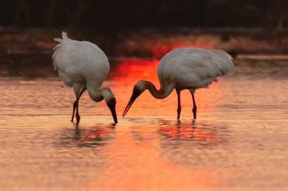 Two Siberian cranes looking for lotus root at Wuxing Farm in the early morning.