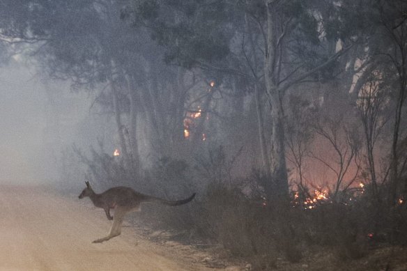 A kangaroo jumps through burning bushland.