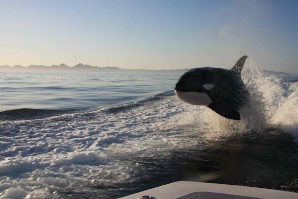 Orcas surf in the wake of a fishing boat off the coast of Loreto, Baja, Mexico.