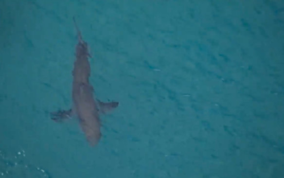 A large shark filmed swimming nearby Kingscliff in northern NSW in June 2020, soon after the death of a surfer from a shark bite.