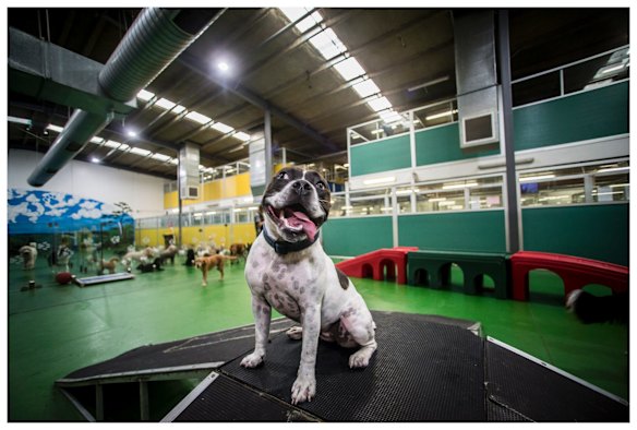 Excited Miss Maudie at The Pets Hotel, Port Melbourne.