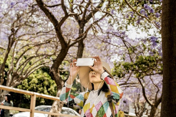Tourists admire the jacarandas in McDougall Street, Kirribilli.