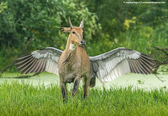 Highly Commended

Title: Pegasus, the flying horse.
Description: Actually this is Indian Saras Crane attacking a Bluebull from behind, the bull happened to venture close to Saras's nest, where in, it had laid a single egg. The Saras Crane, which is tallest flying bird in the world, opened it's huge wings and attacked the bull from behind, driving the bull away from the nest.
Animal: Bluebull and Indian saras Crane.
Location of shot: Keoladeo National Park, India. 