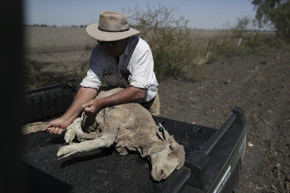 Third generation farmer Ian Reardon loads sheep believed to have calcium deficiency onto the back of his vehicle.