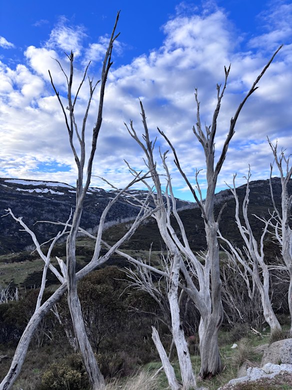 Gaunt snow gums on a ridgeline at Guthega in the Snowy Mountains.