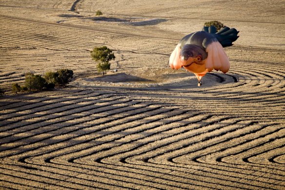 The Sky Whale Balloon for the Centenary OF Canberra Commission Commission. First flight of the Balloon.