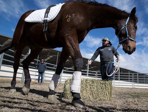 Retired serviceman Clayton Hellyer, who suffers from PTSD, interacts with Vashka, a retired racing horse, as part of a equine therapy program run by Racing NSW in Capertee, NSW.