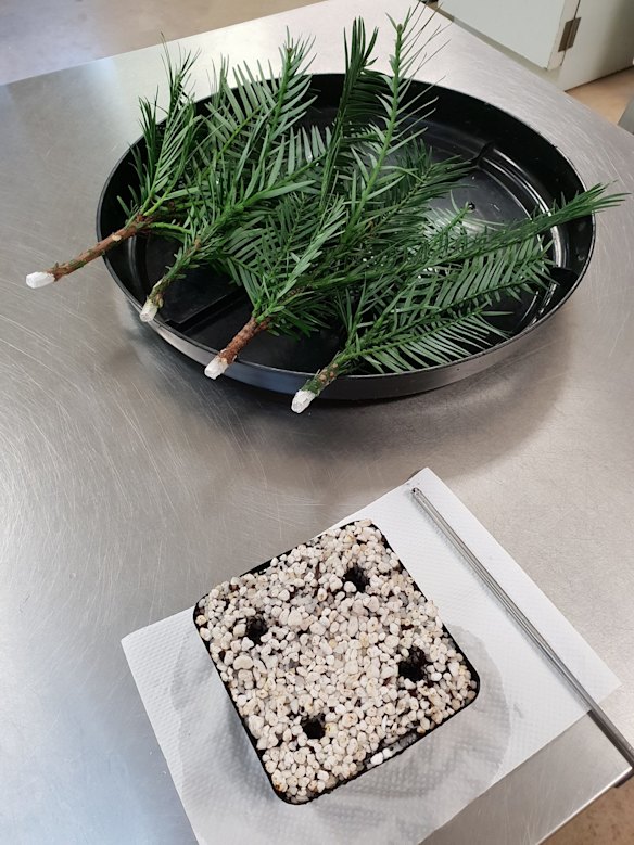 Wollemi Pine tree specimens cultivated for translocation.