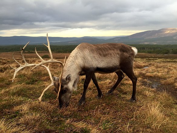 Shot by Alastair B in The Cairngorms, Scotland.
