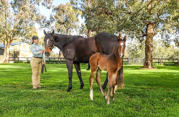 The six day old colt which was born prematurely with mother Peninsular Miss and stable hand Georgie Collie.