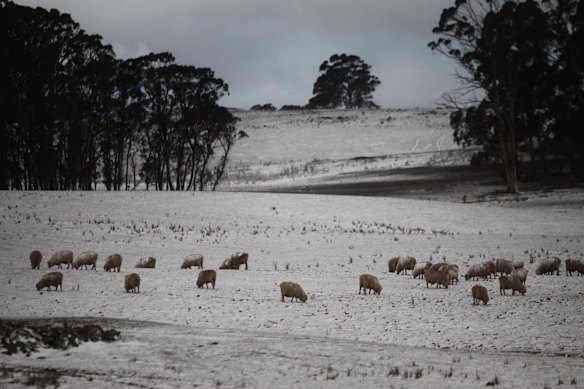 Snow falls across the Central Tablelands, around Oberon and Black Springs, settling on the barren paddocks and dried dams.