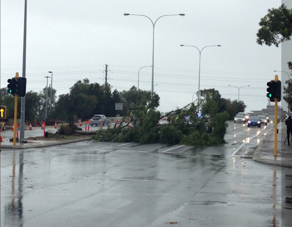 A fallen tree blocks East Parade in Perth.