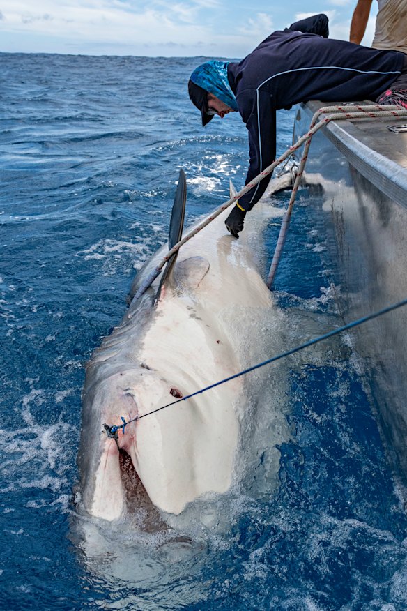 The biggest tiger shark that Huveneers’ team tagged in Norfolk Island was a 4.5-metre adult female.