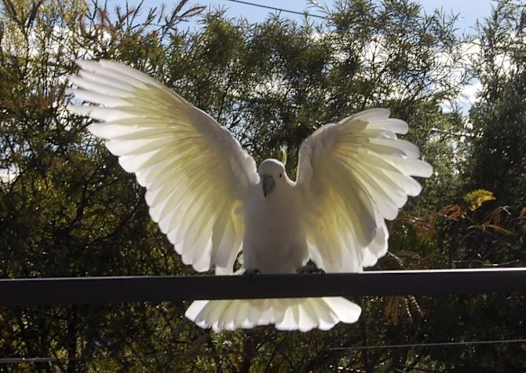 Where's my breakfast!? This cockatoo visits every winter morning on his/her own and puts on a raucous song and dance display for breakfast.? This photo taken just last week.