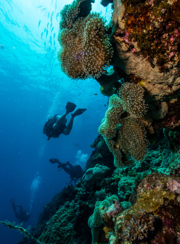 The vast majority of experts fear climate change will do irreparable damage to the Great Barrier Reef — soon.