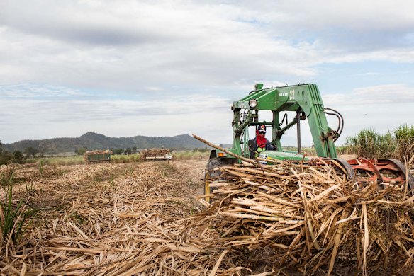 Phnom Penh Sugar plantation. Omliang, Kampong Speu, Cambodia.