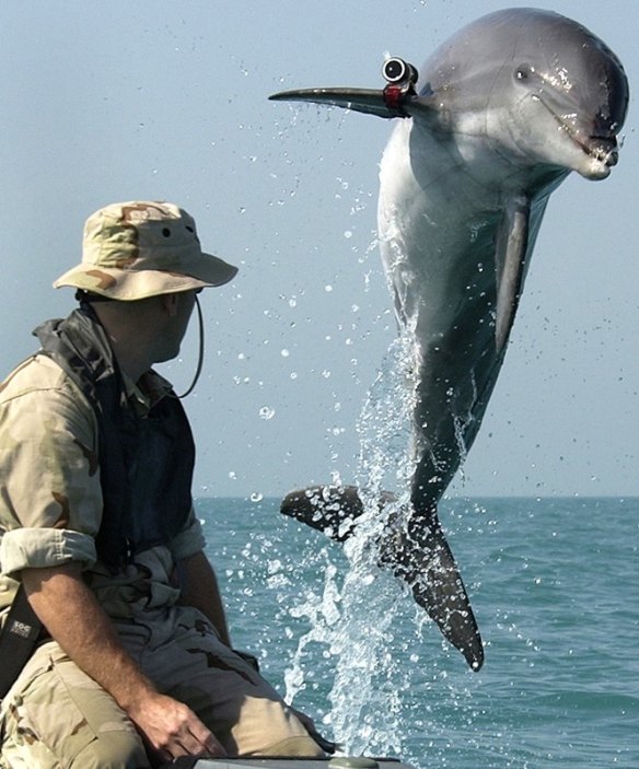 Navy dolphins saw action in the Middle East.