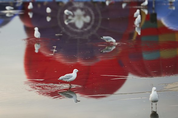 Gulls in the ponds as balloons inflate on the front lawns of Old Parliament House for the Canberra Balloon Spectacular festival.