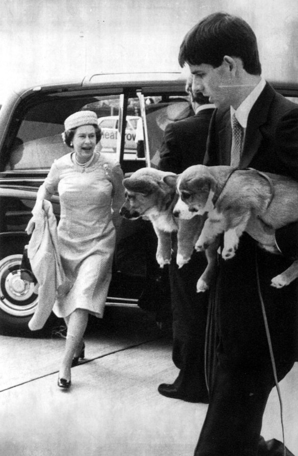 The Queen pictured with Corgi pups on the tarmac at Heathrow Airport in 1981.