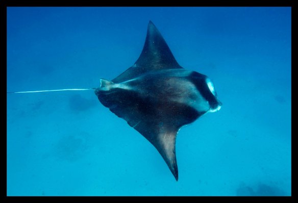 Lady Elliot Island, sometimes known as 'Manta Heaven', at the southernmost point of the Great Barrier Reef.