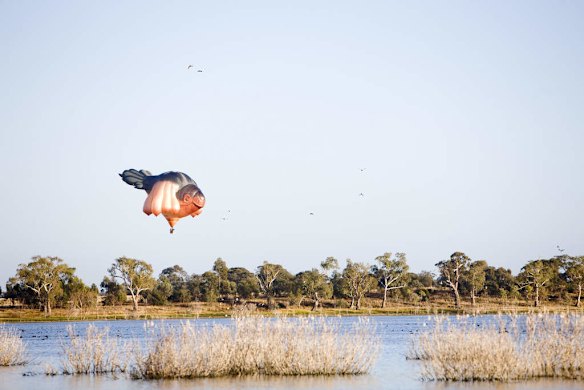 The Sky Whale Balloon for the Centenary OF Canberra Commission Commission. First flight of the Balloon.