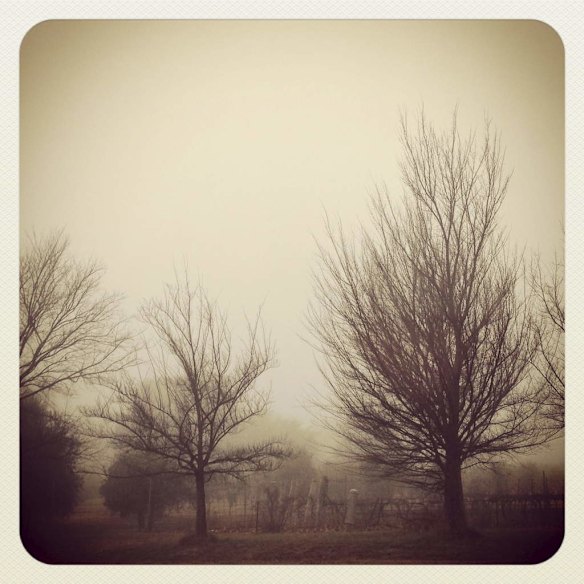 Winter through the trees